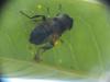 Eristalis tenax